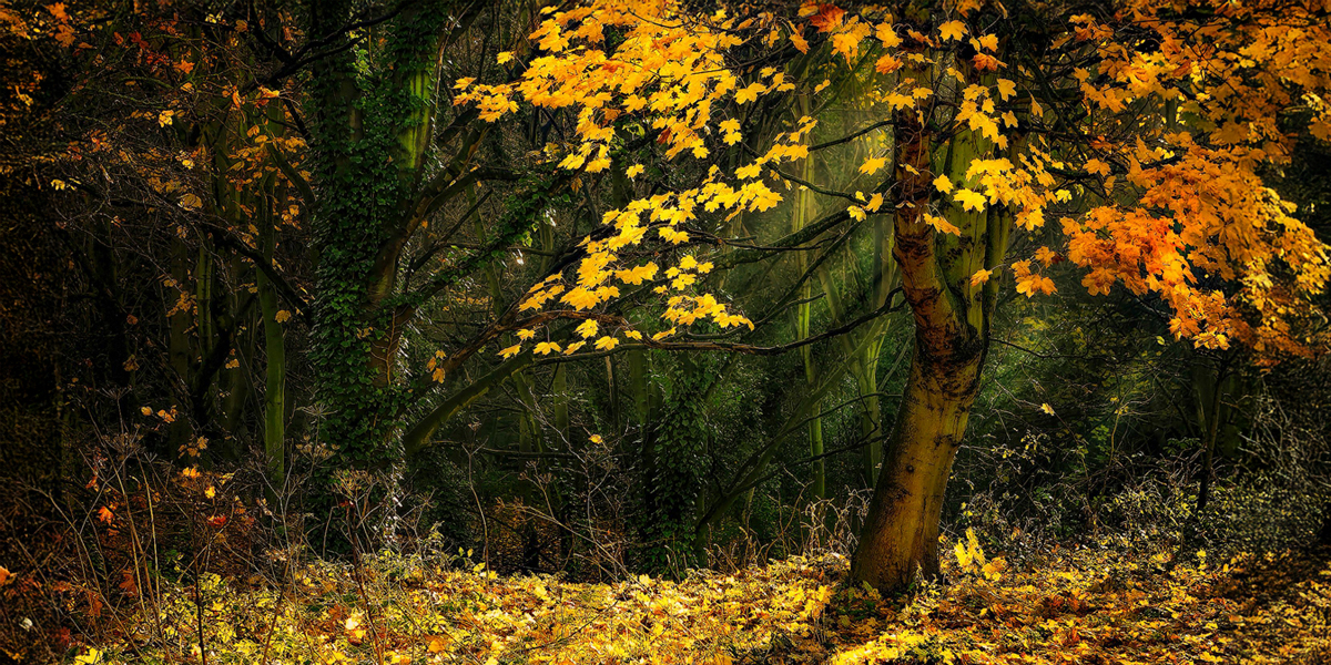 🍂 What Gratitude Teaches Us About Work + Life