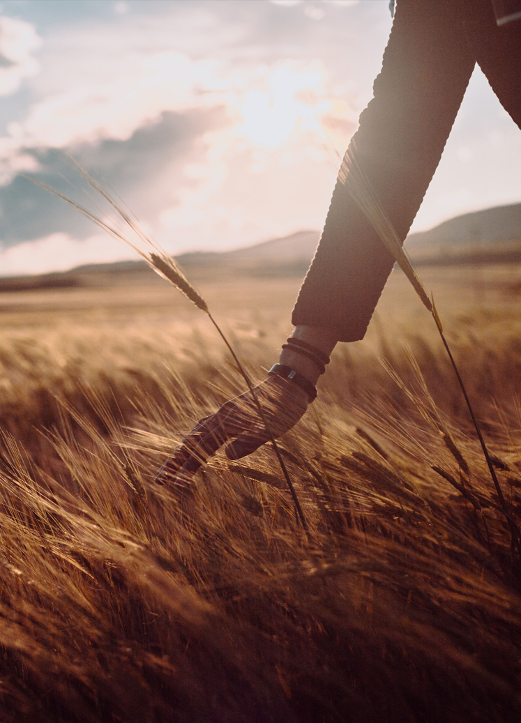 Person running their hand through a sunlit field of tall grass